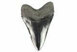 Serrated, Fossil Megalodon Tooth - South Carolina #129446-2